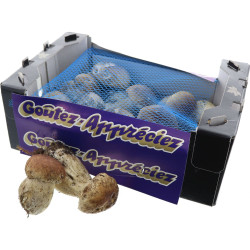 CHAMPIGNON CEPE FRAIS 1KG
